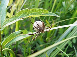 蜘蛛,昆蟲,自然