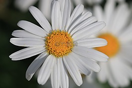 黛西,白,花卉