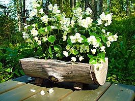 花,白,廠