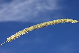 藍色,耳朵,草