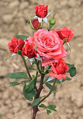 水華,鮮花,粉紅色