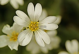 開花,花,filzhornkraut