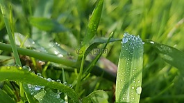 草,自然,露水