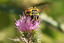 hoverfly,花飞,蜜蜂
