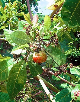 腰果,植物,水果