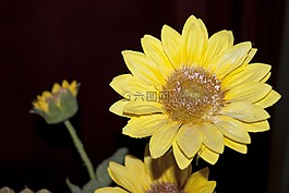 向日葵,花,鮮花