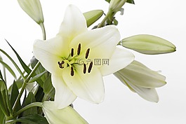百合,開花,花