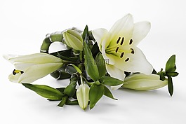 百合,開花,花