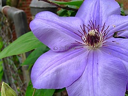 花,自然,花瓣