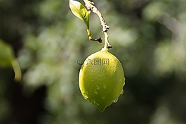 檸檬,水果,黃色