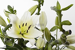 百合,開花,花