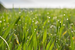 草地,字段,大麥