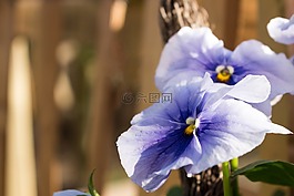 花,紫,聚焦