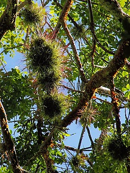 洪都拉斯,附生植物,分支機(jī)構(gòu)