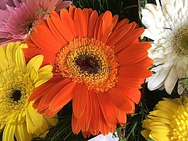 鮮花,橙色,春