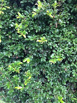 灌木,植物,增長