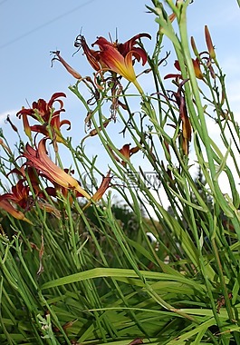 鮮花,綠色,花的