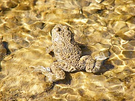 青蛙,動物,兩棲類