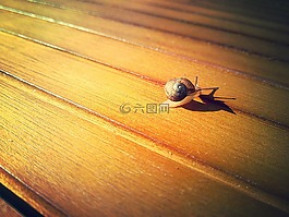 蝸牛,性質(zhì),動物