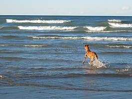 狗,海灘,波