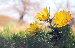廠,性質(zhì),活