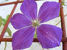 魅力,鐵線蓮,鮮花
