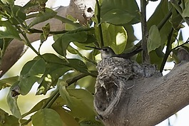 蜂鳥,鳥媽媽,自然