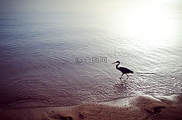 海,鳥,假期