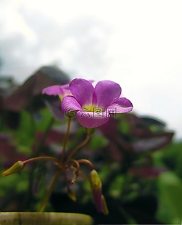 鮮花,花,草