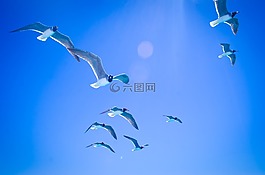 海鷗,天空,鳥