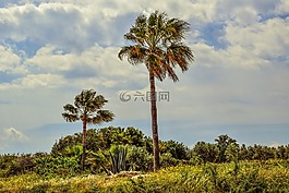 棕櫚樹(shù),花園,自然