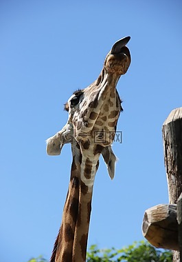 長(zhǎng)頸鹿,性質(zhì),動(dòng)物園