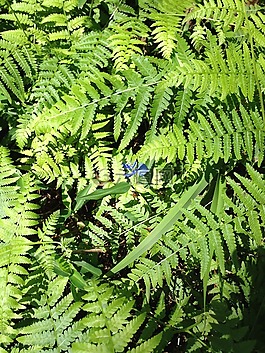 蕨類植物,自然,春