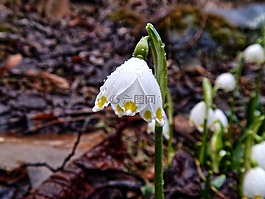 雪花,花,性質(zhì)
