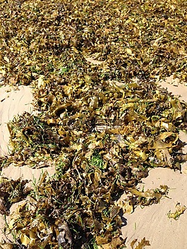 海藻,海岸線,海灘