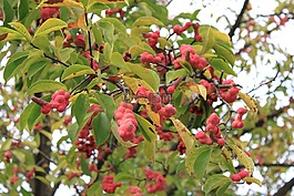 玉蘭,水果,紅色