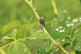 滴,飛,雨