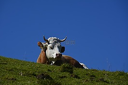 牛肉,動(dòng)物,農(nóng)業(yè)