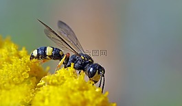昆蟲,廠,性質(zhì)