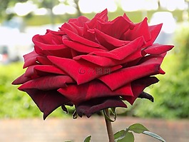 花,玫瑰,紅色