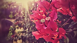 九重葛,鲜花,叶子