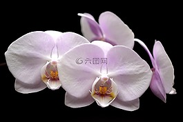 蘭花,花,開花
