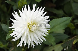 大丽花,白,花