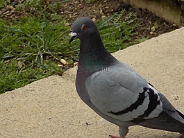 鴿子,鳥,自然
