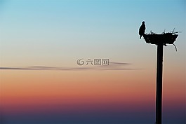 鳥,巢,側影
