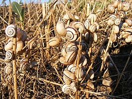 蝸牛,卡住,草