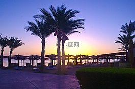 棕櫚樹,太陽,夏季