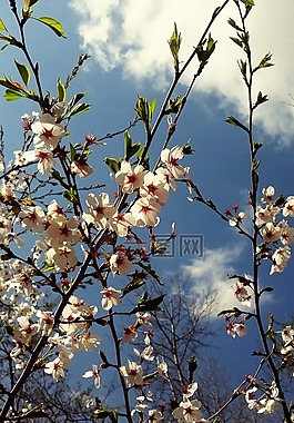 木材,鮮花,櫻桃樹