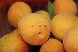 杏,水果,瓦豪