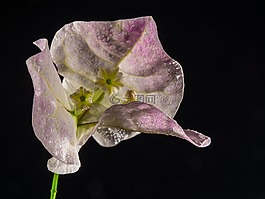 葉子花,開花,花